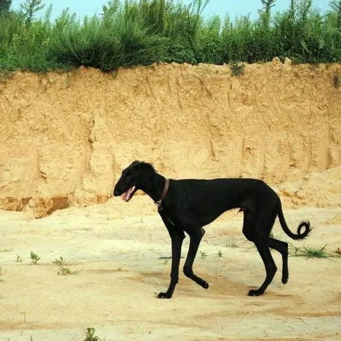 (细犬视频)怎么打开细狗视频免费版网页版？操作简易易懂指南